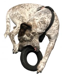 The Ultimate Dog tire toy by Dunarri